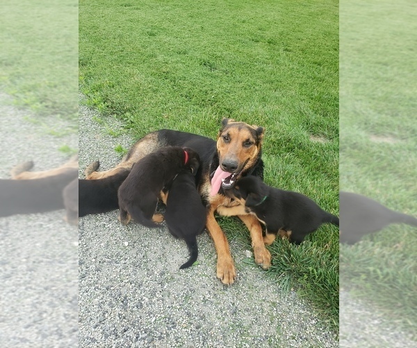 Medium Photo #1 Doberman Pinscher-German Shepherd Dog Mix Puppy For Sale in SHIPSHEWANA, IN, USA