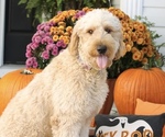 Small Photo #1 Goldendoodle Puppy For Sale in GOLDSBORO, NC, USA