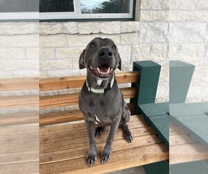 Labmaraner Dogs for adoption in Dallas, TX, USA