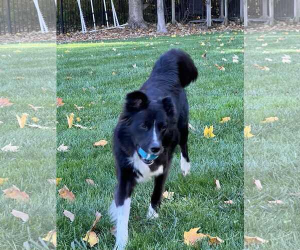 Medium Photo #25 Carolina Dog Puppy For Sale in Highland, IL, USA