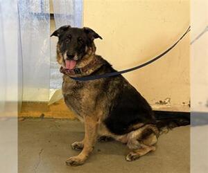 German Shepherd Dog Dogs for adoption in Camarillo, CA, USA