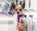 Small Photo #2 Chihuahua Puppy For Sale in Mundelein, IL, USA
