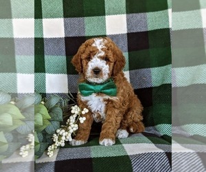 Goldendoodle (Miniature) Puppy for sale in CHRISTIANA, PA, USA