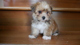 Morkie Puppy for sale in CUYAHOGA FALLS, OH, USA