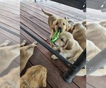 Small #6 Golden Retriever