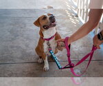 Small #9 American Pit Bull Terrier