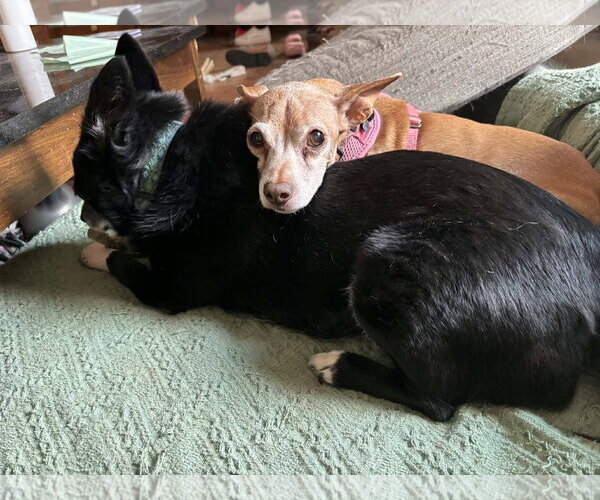 Medium Photo #3 Chihuahua Puppy For Sale in Middlesex, VT, USA