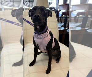 Savvy - Female Mutt Dog for Adoption - Photo #13