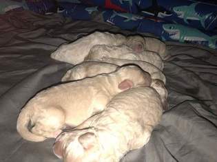 Goldendoodle Puppy for sale in SUMMERFIELD, FL, USA