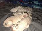 Small Photo #1 Goldendoodle Puppy For Sale in SUMMERFIELD, FL, USA