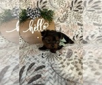 Small Photo #11 Yorkshire Terrier Puppy For Sale in BARNETT, MO, USA
