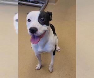 Pointer-Unknown Mix Dogs for adoption in Derwood, MD, USA