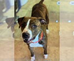 Small #10 Mountain Cur Mix
