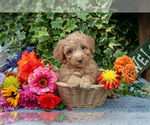 Puppy Brownie Poodle (Miniature)