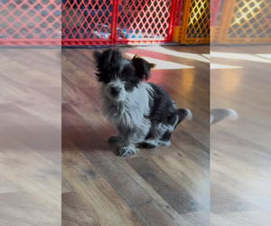 Chorkie-Yorkshire Terrier Mix Puppy for sale in WILLISTON, SC, USA