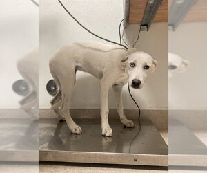 Great Pyrenees Dogs for adoption in Bakersfield, CA, USA