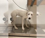 DOG 2 - Female Great Pyrenees Dog for Adoption - Small photo