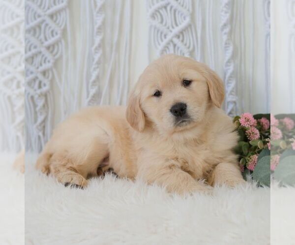 Medium Photo #5 Golden Retriever Puppy For Sale in NEWPORT, PA, USA