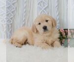 Small #4 Golden Retriever