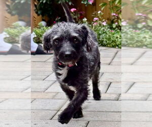 Maltese Dogs for adoption in San Diego, CA, USA