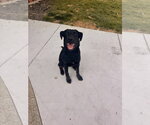 Small #6 German Shepherd Dog-Rhodesian Ridgeback Mix