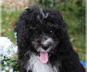 Cavapoo Puppy for Sale in JONES, Michigan USA