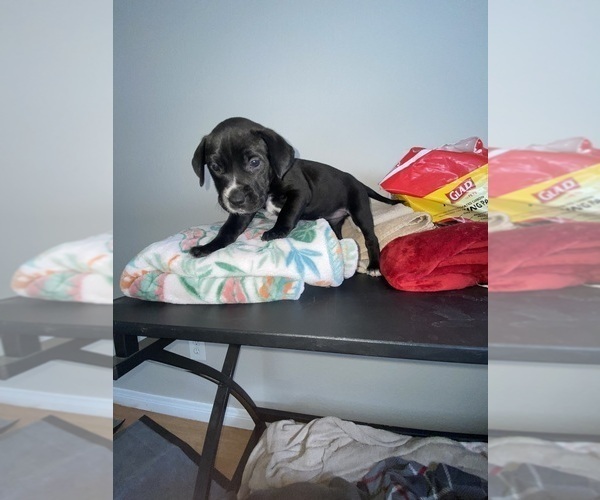 Medium Photo #6 American Bully-Labrador Retriever Mix Puppy For Sale in NORTH LAS VEGAS, NV, USA