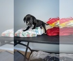 Small Photo #6 American Bully-Labrador Retriever Mix Puppy For Sale in NORTH LAS VEGAS, NV, USA
