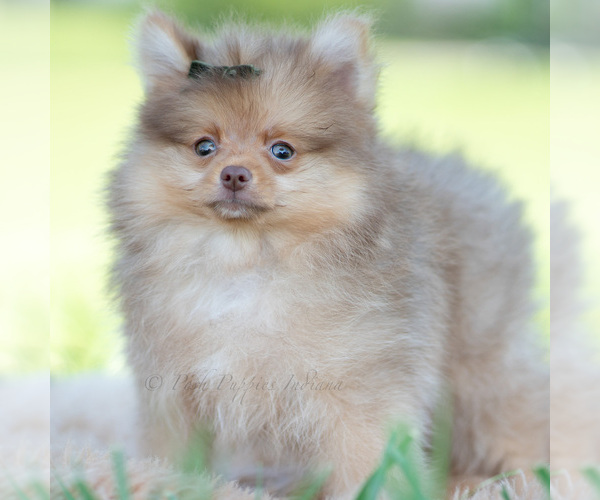 Medium Photo #80 Pomeranian Puppy For Sale in WARSAW, IN, USA