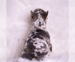 Small #4 French Bulldog