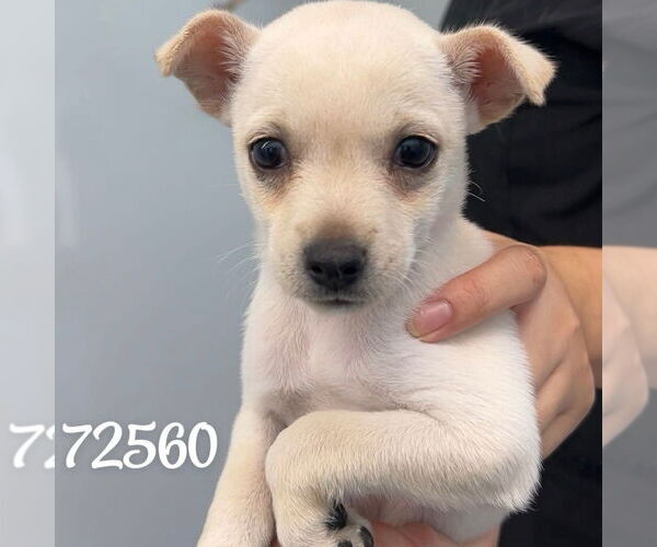 Medium Photo #2 Chihuahua-Unknown Mix Puppy For Sale in Chico, CA, USA