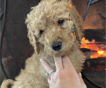 Small #5 Poodle (Standard)