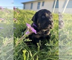 Puppy Purple Rottle