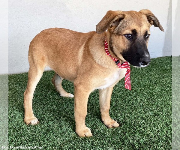 Medium Photo #3 Black Mouth Cur-Unknown Mix Puppy For Sale in San Diego, CA, USA