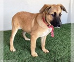 Small #2 Black Mouth Cur Mix