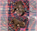 Dove - Female Australian Shepherd Puppy for Sale - Small photo