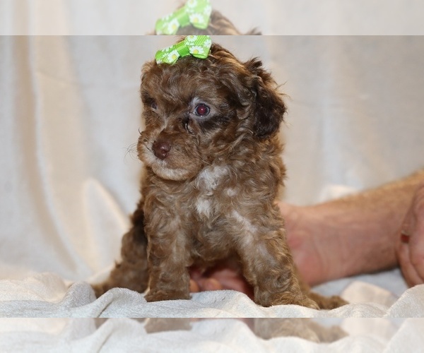 Medium Photo #1 Poodle (Toy) Puppy For Sale in DYERSBURG, TN, USA