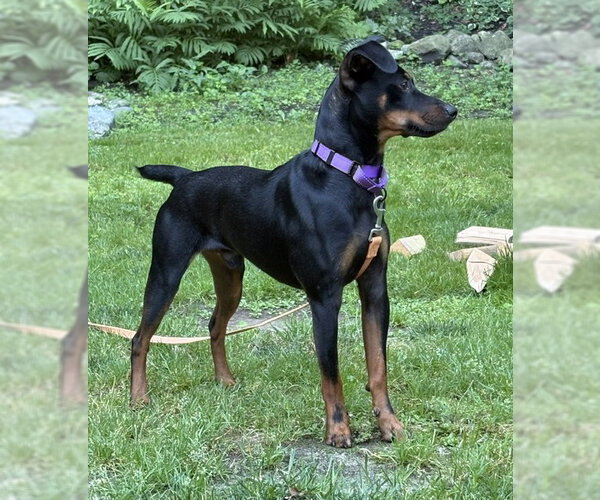 Medium Photo #6 Miniature Pinscher-Unknown Mix Puppy For Sale in Mount Laurel, NJ, USA
