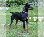 Small #5 Miniature Pinscher Mix