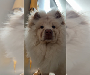 Mother of the Chow Chow puppies born on 01/06/2026