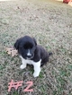 Small Photo #4 Great Pyredane Puppy For Sale in WOODVILLE, AL, USA
