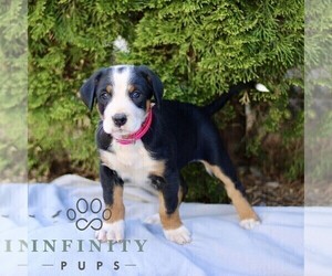 Greater Swiss Mountain Dog Puppy for sale in RONKS, PA, USA