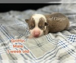 Puppy Griffin Pembroke Welsh Corgi