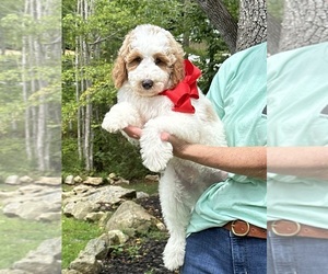 Goldendoodle Litter for sale in PILOT MOUNTAIN, NC, USA