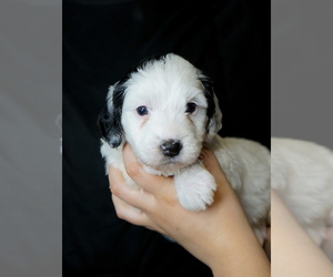 Miniature Bernedoodle Puppy for sale in COLBERT, WA, USA