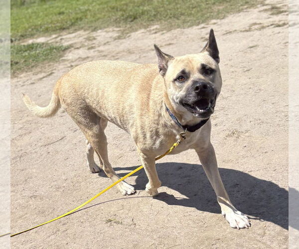 Medium Photo #4 Mutt Puppy For Sale in Virginia Beach, VA, USA