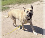 Small Photo #4 Mutt Puppy For Sale in Virginia Beach, VA, USA
