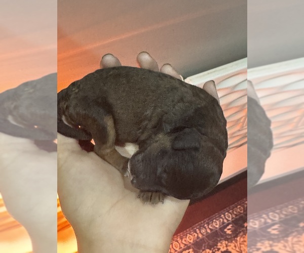 Medium Photo #8 Poodle (Standard) Puppy For Sale in LONGMONT, CO, USA