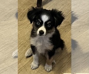 Miniature Australian Shepherd Puppy for sale in FORT MORGAN, CO, USA