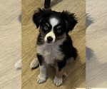 Small Miniature Australian Shepherd